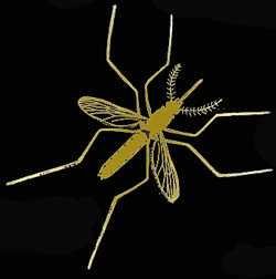 Daniel - Ficha de investigación sobre el mosquito